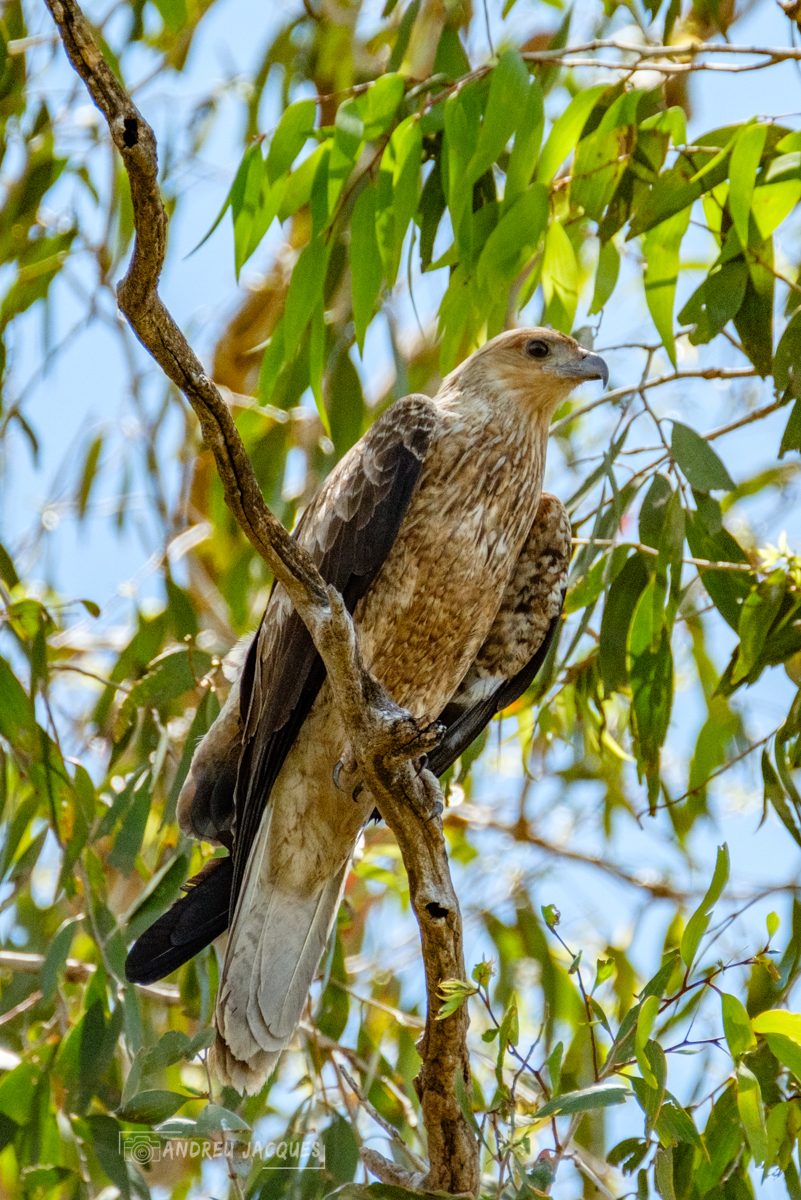 australie 2018-101