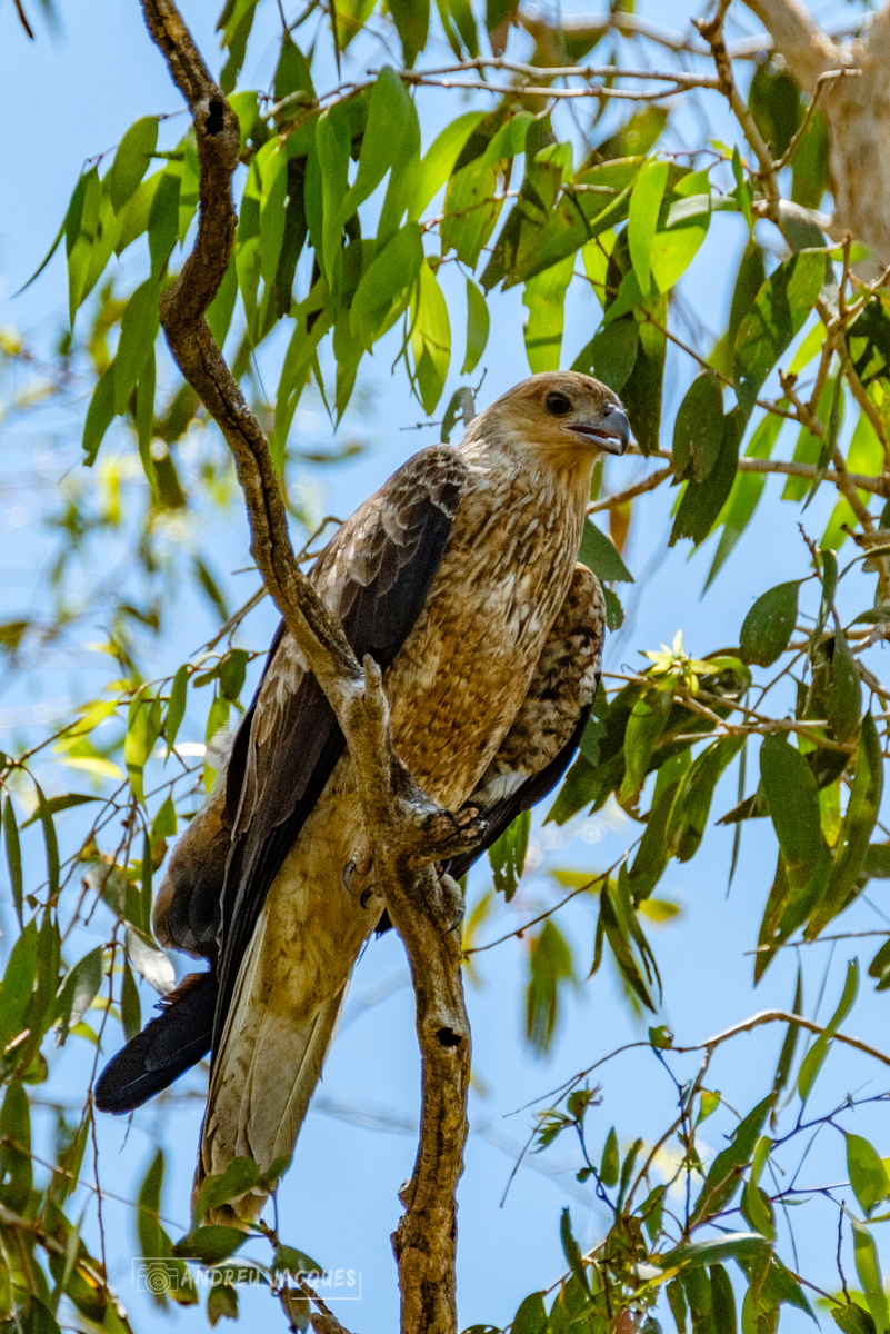 australie 2018-102