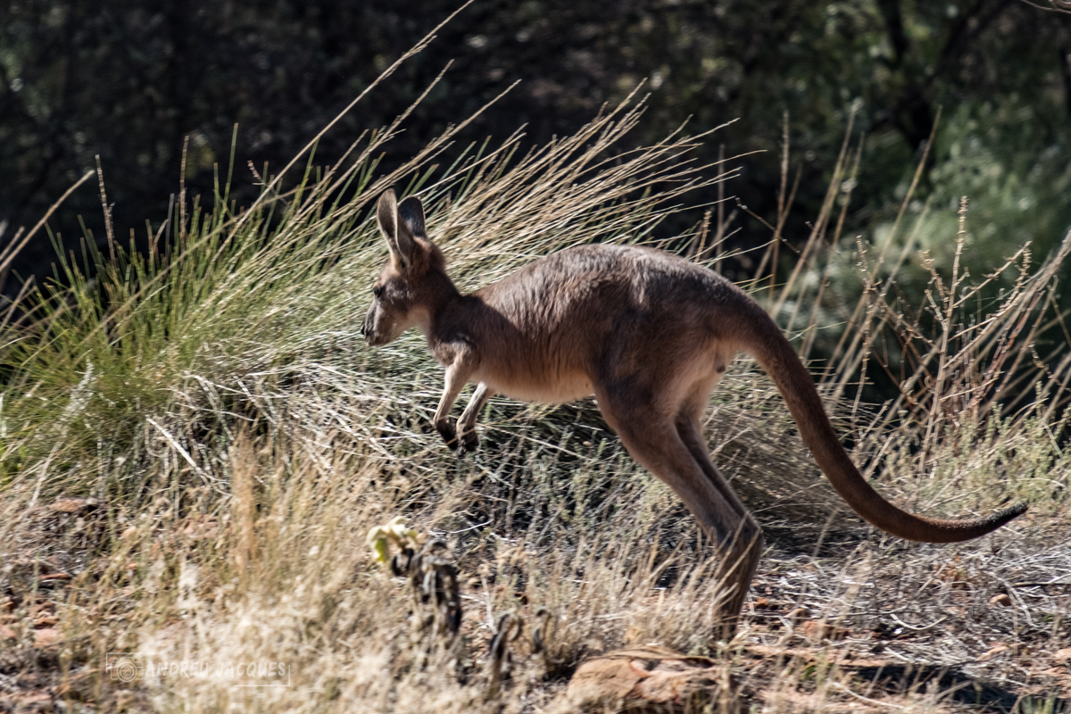 australie 2018-64