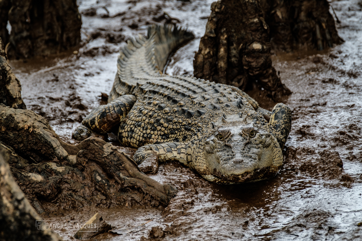 australie 2018-76