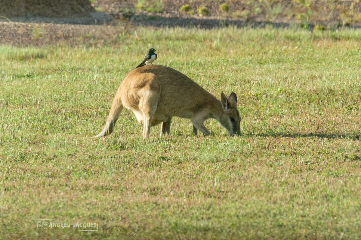 australie 2018-88