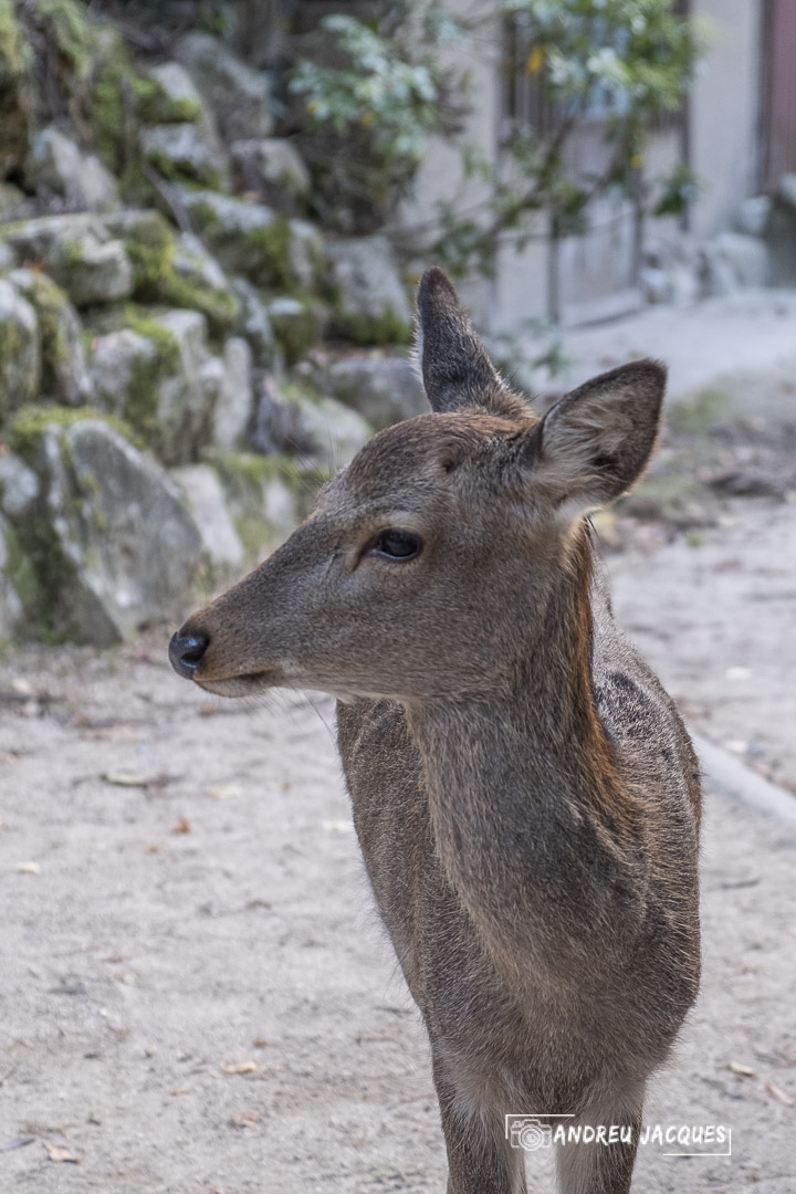 japon 2019-241