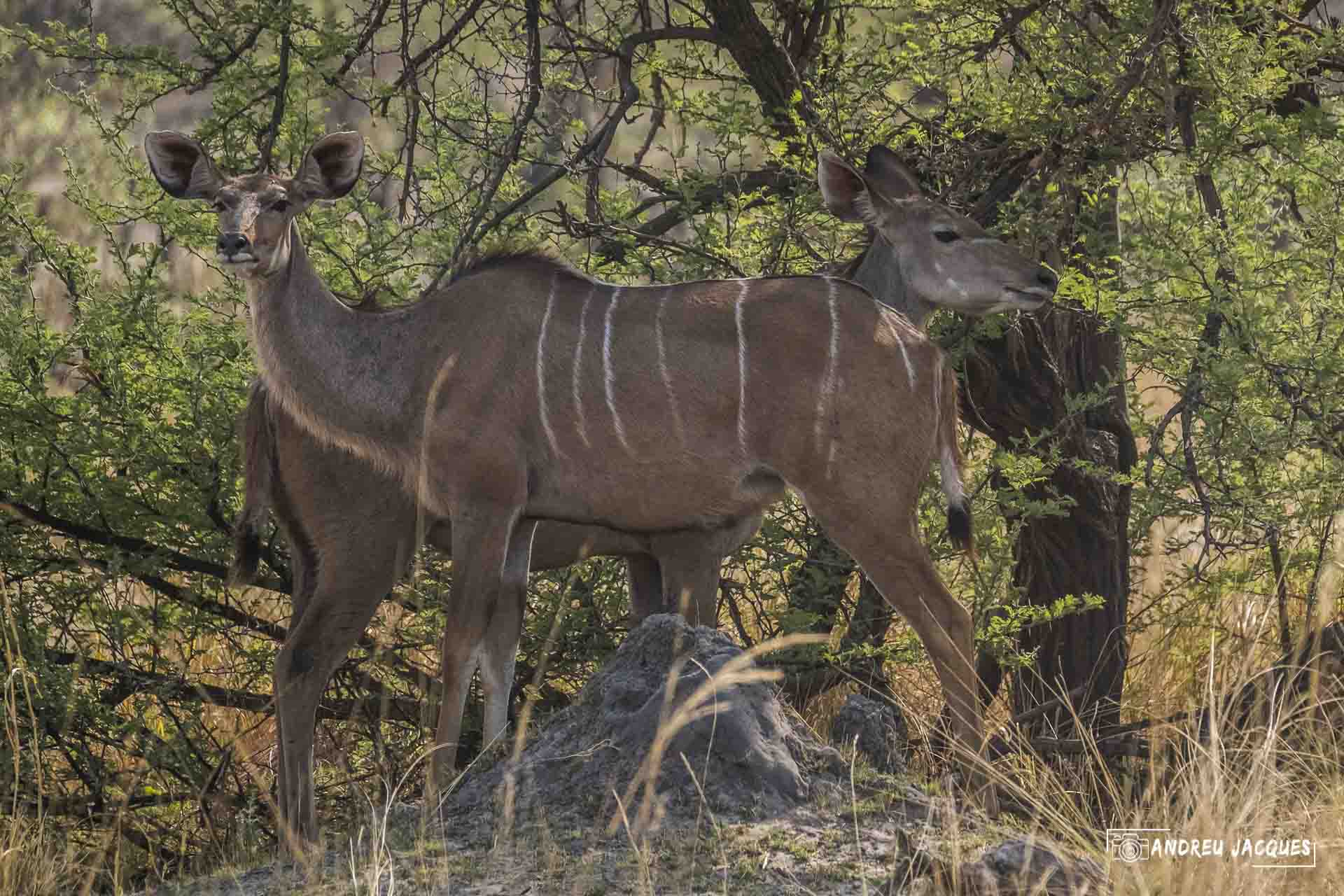 namibie16-17