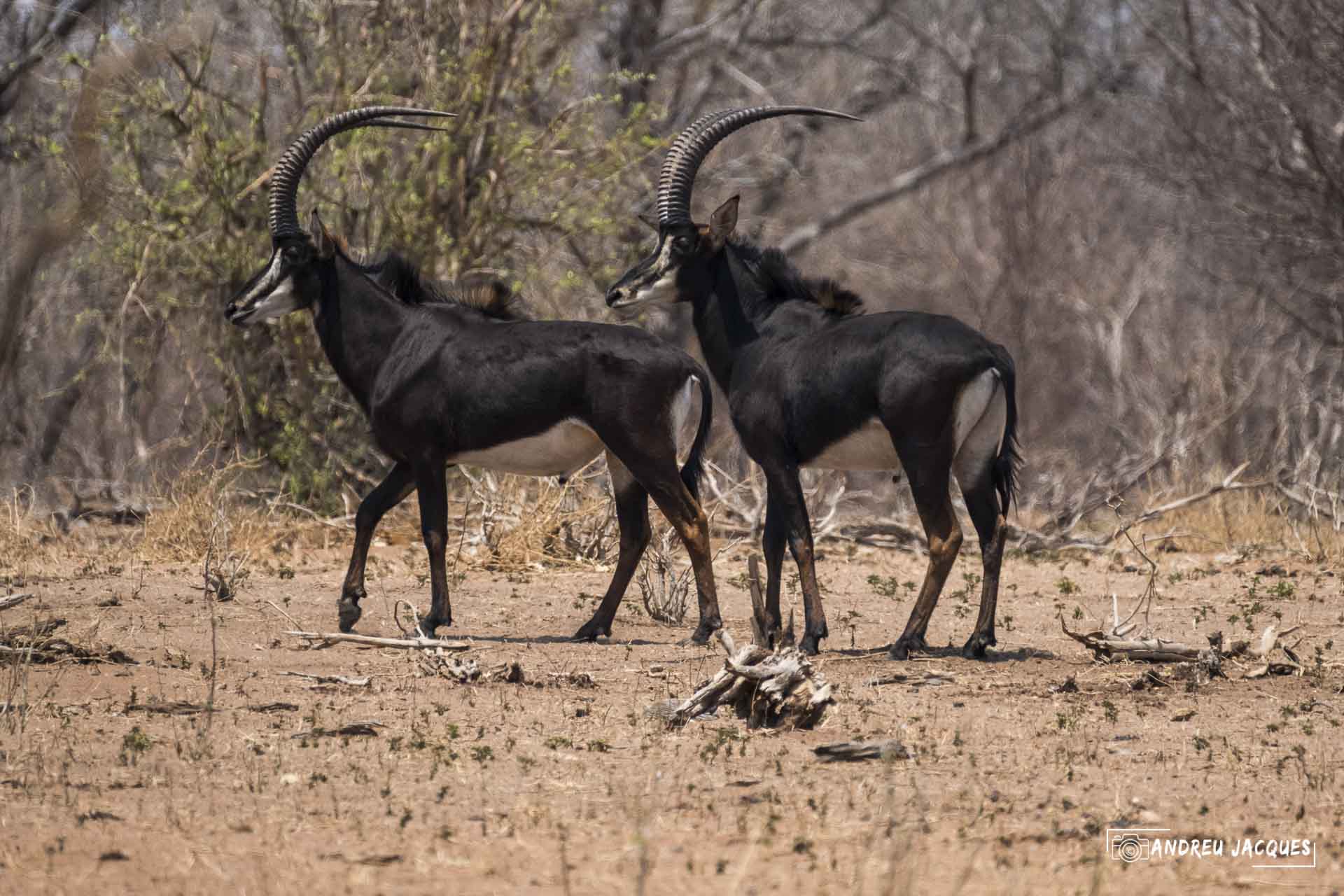 namibie16-24