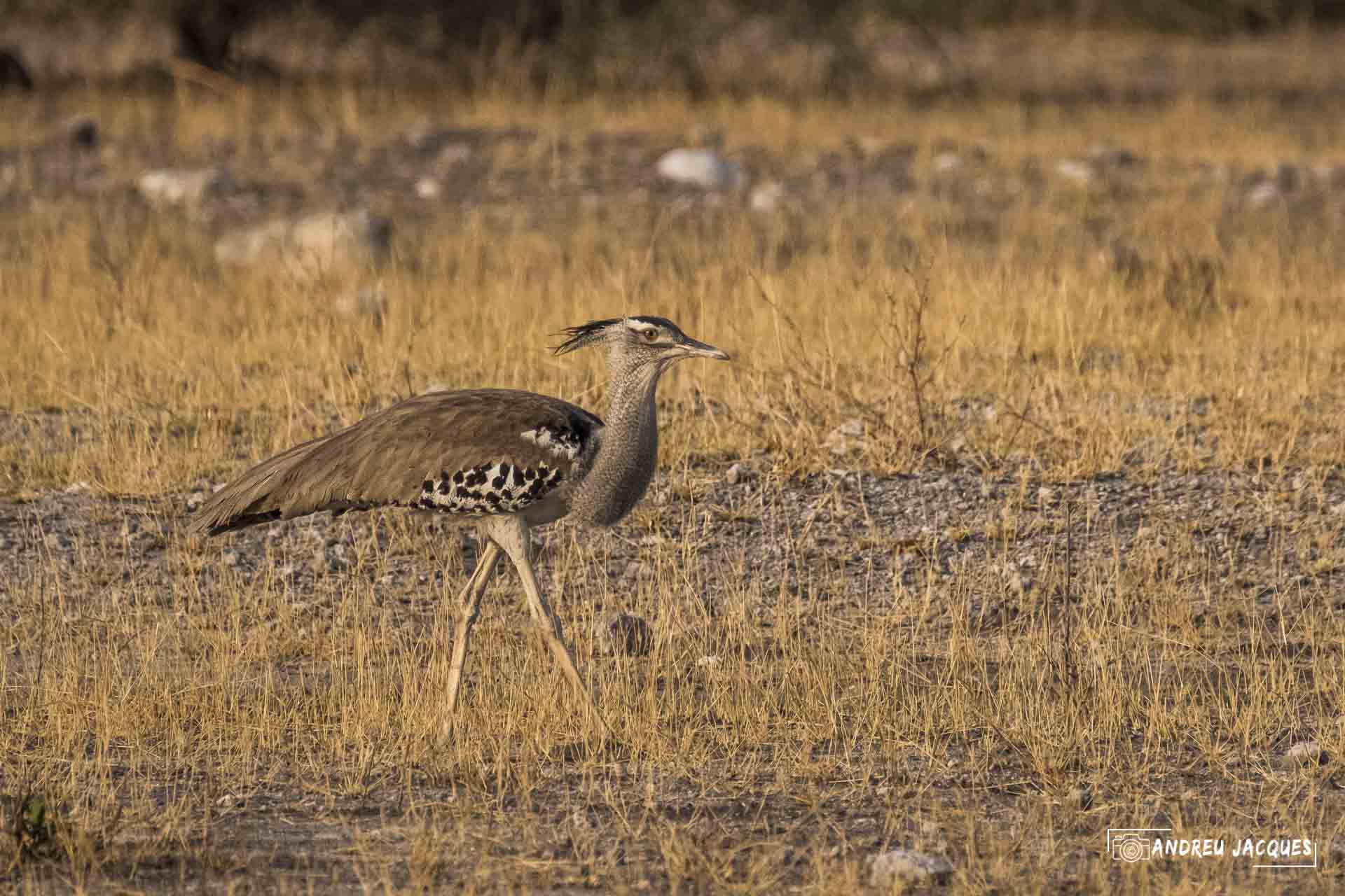 namibie16-39