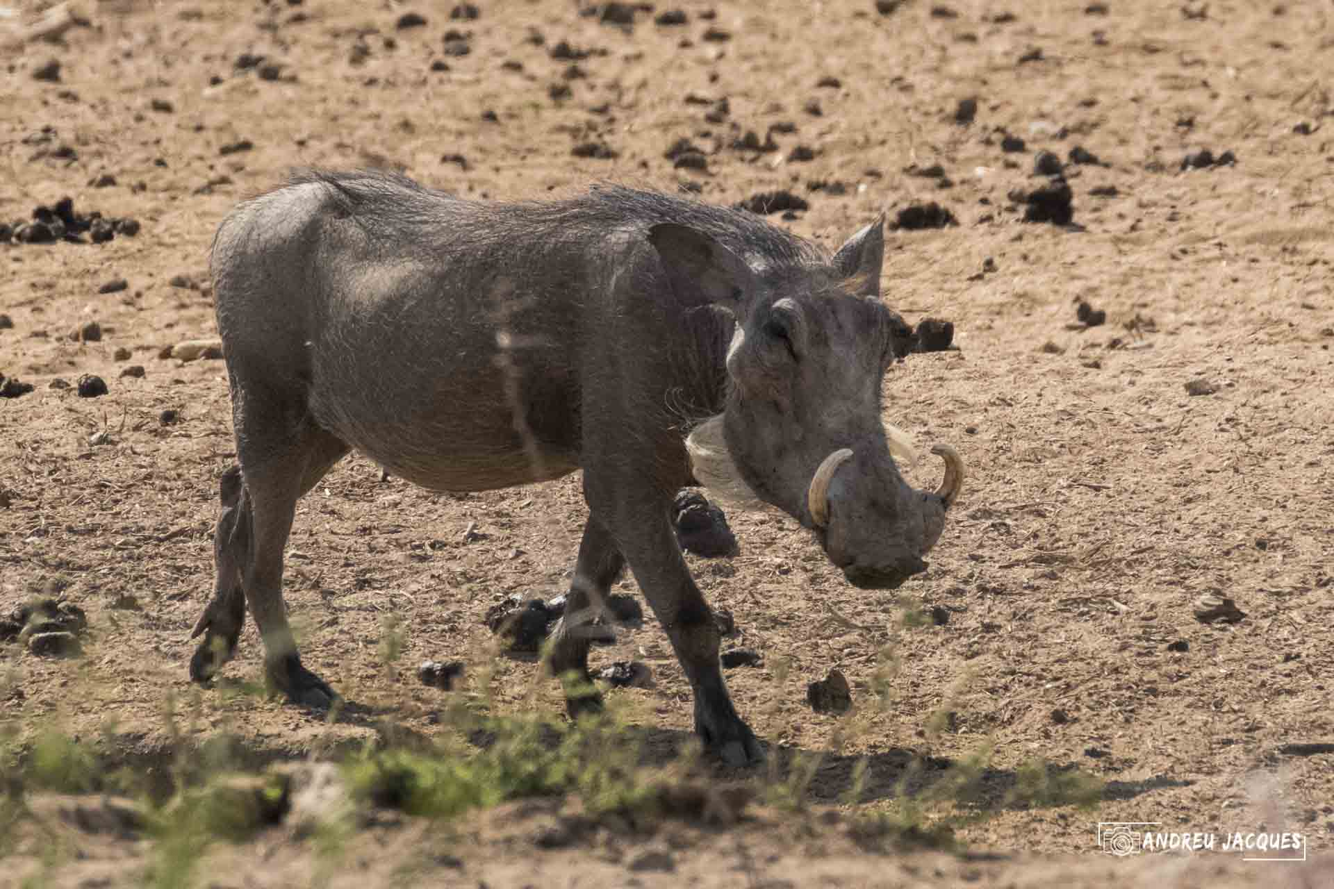 namibie16-5