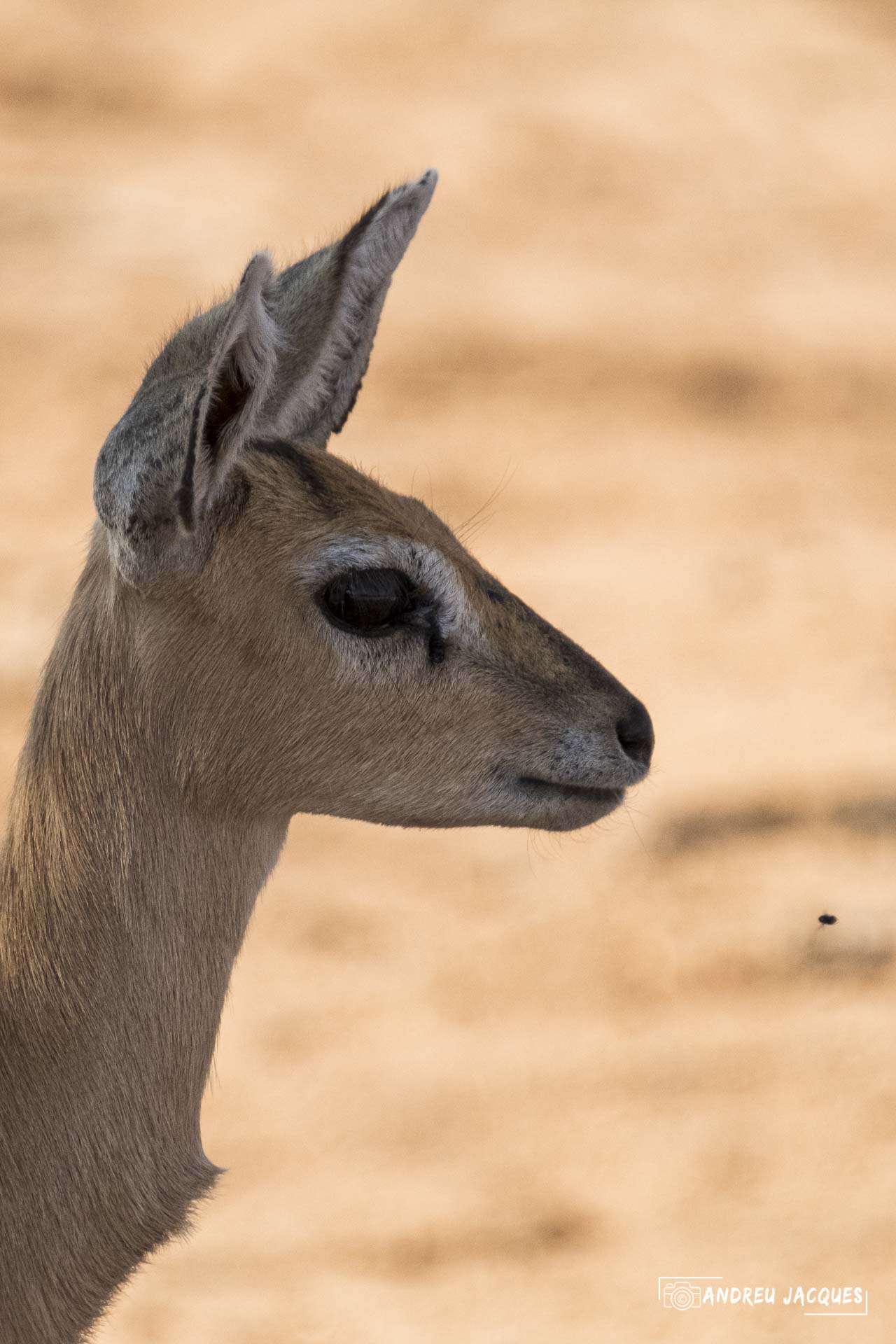 namibie16-6