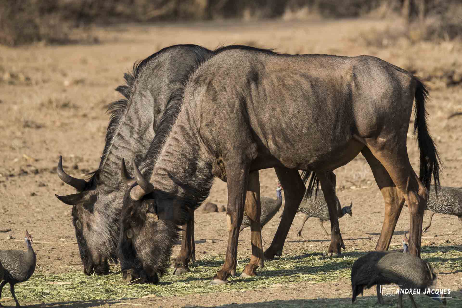 namibie16-9